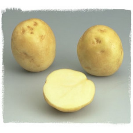 PATATA DE SIEMBRA KENNEBEC NACIONAL