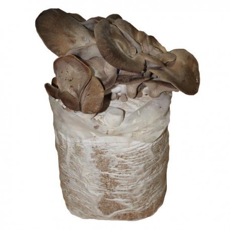 ALPACA SETA DE CARDO