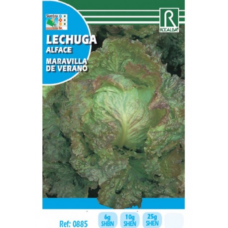LECHUGA MARAVILLA DE VERANO
