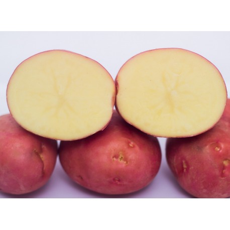 PATATA DE SIEMBRA KONDOR