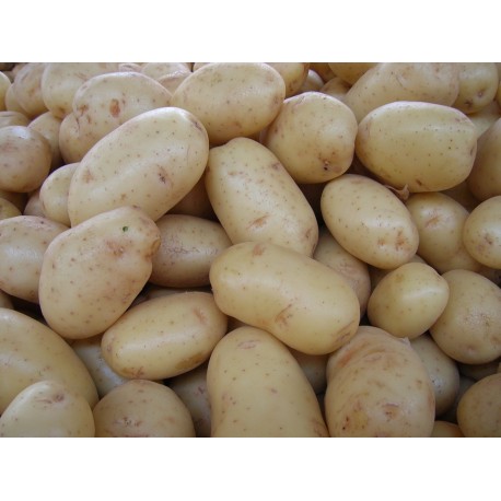 PATATAS DE SIEMBRA AGRIA IMPORTACIÓN