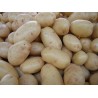 PATATAS DE SIEMBRA AGRIA IMPORTACIÓN