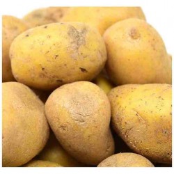 PATATAS DE SIEMBRA AGRIA SEMILLA NACIONAL