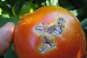 imagen de como combatir la polilla del tomate