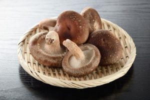 imagen de cultivo de setas shiitake