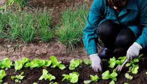 imagen de agricultura ecológica