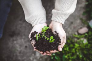 imagen de ventajas de la agricultura ecológica
