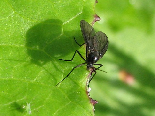 imagen de la mosca negra