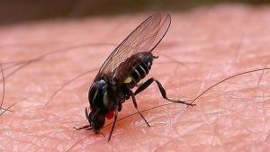 imagen del tipo de mosca negra