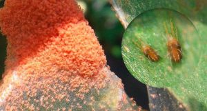 imagende como combatir la araña roja